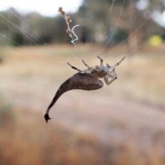 Arachnura higginsi (Scorpion-tailed Spider) at Cook, ACT - 4 Mar 2023 by CathB