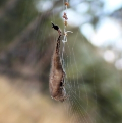 Arachnura higginsi at Cook, ACT - 5 Mar 2023 08:37 AM