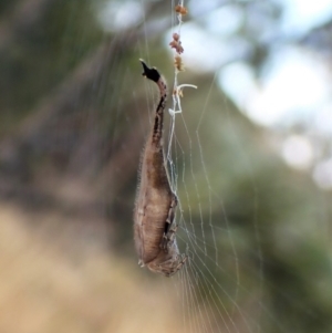 Arachnura higginsi at Cook, ACT - 5 Mar 2023