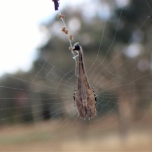 Arachnura higginsi at Cook, ACT - 5 Mar 2023 08:37 AM