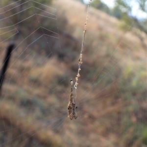 Arachnura higginsi at Cook, ACT - 5 Mar 2023 08:37 AM