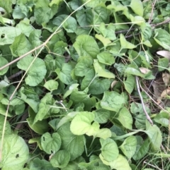 Viola odorata (Sweet Violet, Common Violet) at Deakin, ACT - 5 Jun 2023 by rainer