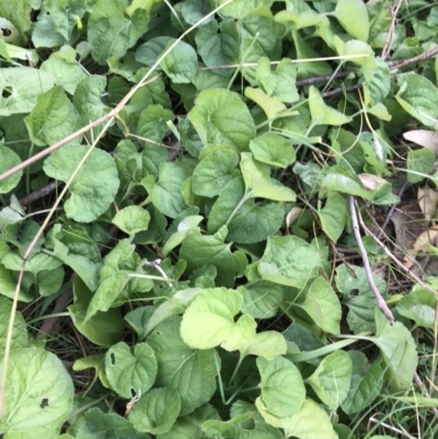 Viola odorata (Sweet Violet, Common Violet) at Red Hill Nature Reserve - 5 Jun 2023 by rainer