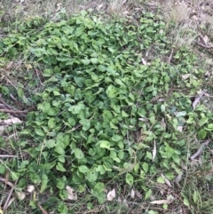 Viola odorata at Deakin, ACT - 5 Jun 2023