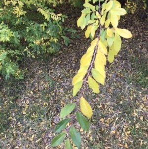 Ulmus parvifolia at Deakin, ACT - 5 Jun 2023