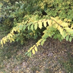 Ulmus parvifolia at Deakin, ACT - 5 Jun 2023