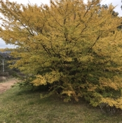 Ulmus parvifolia at Deakin, ACT - 5 Jun 2023