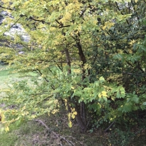 Ulmus parvifolia at Deakin, ACT - 5 Jun 2023