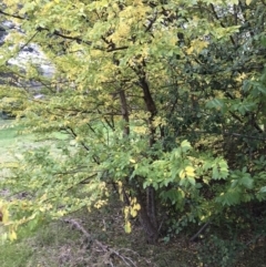 Ulmus parvifolia at Deakin, ACT - 5 Jun 2023