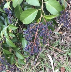 Ligustrum lucidum (Large-leaved Privet) at Deakin, ACT - 5 Jun 2023 by rainer