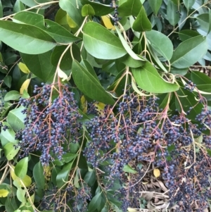 Ligustrum lucidum at Deakin, ACT - 5 Jun 2023