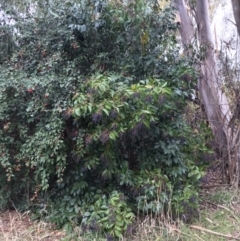 Ligustrum lucidum at Deakin, ACT - 5 Jun 2023 01:42 PM