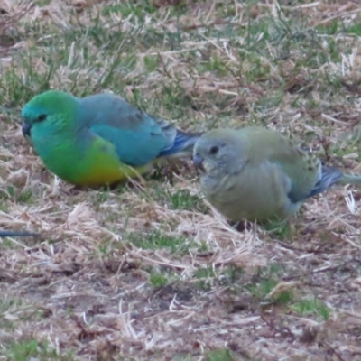 Psephotus haematonotus (Red-rumped Parrot) at Kambah, ACT - 5 Jun 2023 by MatthewFrawley