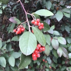 Cotoneaster glaucophyllus (Cotoneaster) at Red Hill Nature Reserve - 5 Jun 2023 by rainer