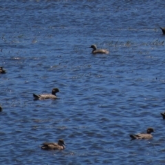 Anas gracilis (Grey Teal) at Top Hut TSR - 6 Dec 2020 by AndyRoo