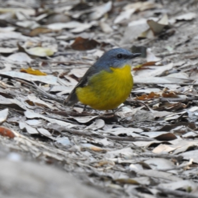 Eopsaltria australis (Eastern Yellow Robin) at Narooma, NSW - 27 May 2023 by GlossyGal