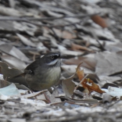 Sericornis frontalis (White-browed Scrubwren) at Narooma, NSW - 27 May 2023 by GlossyGal