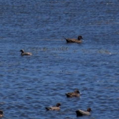 Chenonetta jubata (Australian Wood Duck) at Top Hut TSR - 6 Dec 2020 by AndyRoo