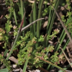 Galium gaudichaudii subsp. gaudichaudii (Rough Bedstraw) at Dry Plain, NSW - 6 Dec 2020 by AndyRoo