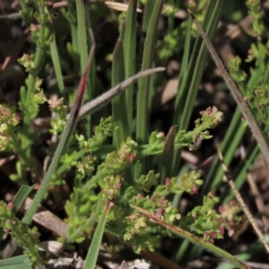 Galium gaudichaudii subsp. gaudichaudii at Dry Plain, NSW - 6 Dec 2020