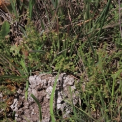 Galium gaudichaudii subsp. gaudichaudii at Dry Plain, NSW - 6 Dec 2020