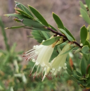 Styphelia triflora at Watson, ACT - 5 Jun 2023