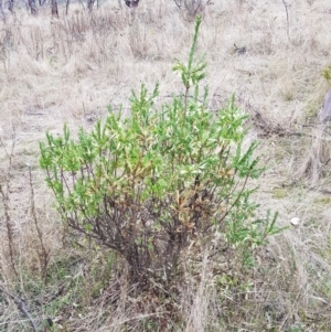 Styphelia triflora at Watson, ACT - 5 Jun 2023