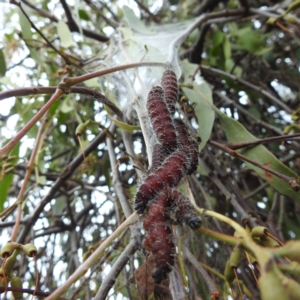 Delias harpalyce at Stromlo, ACT - 5 Jun 2023