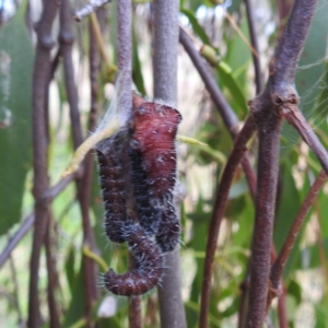 Delias harpalyce at Stromlo, ACT - 5 Jun 2023