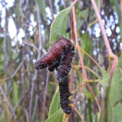 Delias harpalyce at Stromlo, ACT - 5 Jun 2023 02:10 PM