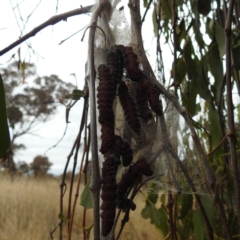 Delias harpalyce at Stromlo, ACT - 5 Jun 2023 02:10 PM