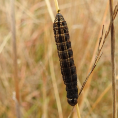 Proteuxoa sanguinipuncta (Blood-spotted Noctuid) at Lions Youth Haven - Westwood Farm A.C.T. - 5 Jun 2023 by HelenCross