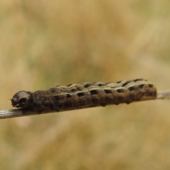 Proteuxoa sanguinipuncta at Stromlo, ACT - 5 Jun 2023