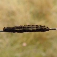 Proteuxoa sanguinipuncta at Stromlo, ACT - 5 Jun 2023