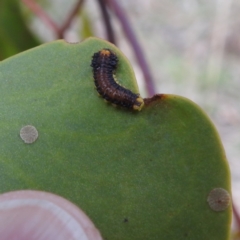 Poneridia macdonaldi (Leaf beetle) at Stromlo, ACT - 5 Jun 2023 by HelenCross