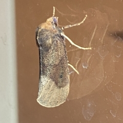 Fisera belidearia (Two-toned Crest-moth) at Jerrabomberra, NSW - 5 Jun 2023 by Steve_Bok
