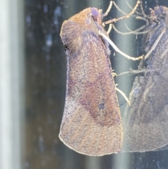 Fisera belidearia at Jerrabomberra, NSW - suppressed