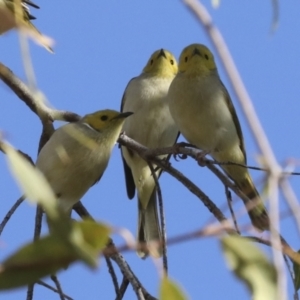 Ptilotula penicillata (White-plumed Honeyeater) at Petermann, NT by AlisonMilton