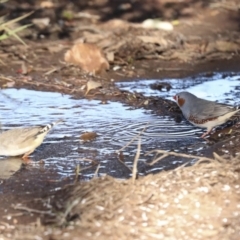 Taeniopygia guttata (Zebra Finch) at Petermann, NT - 9 Jun 2022 by AlisonMilton