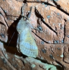 Oxycanus dirempta at Holt, ACT - suppressed