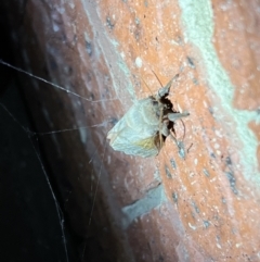 Oxycanus dirempta at Holt, ACT - suppressed