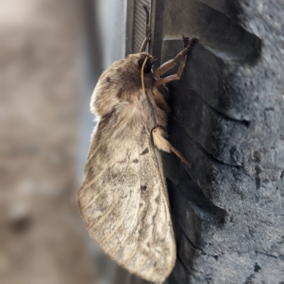 Oxycanus dirempta (Variable Oxycanus) at Kambah, ACT - 4 Jun 2023 by HelenCross