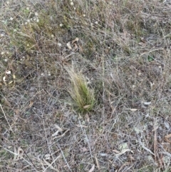 Nassella trichotoma (Serrated Tussock) at The Fair, Watson - 5 Jun 2023 by waltraud