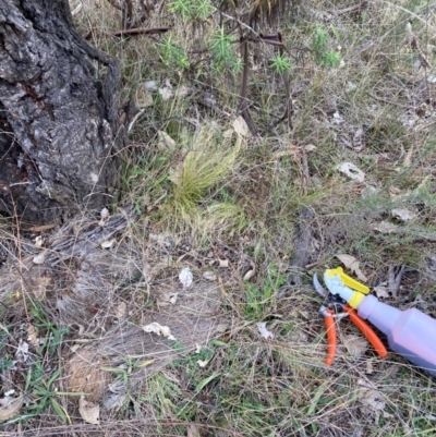 Nassella trichotoma (Serrated Tussock) at The Fair, Watson - 5 Jun 2023 by waltraud