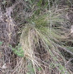 Nassella trichotoma (Serrated Tussock) at The Fair, Watson - 5 Jun 2023 by waltraud