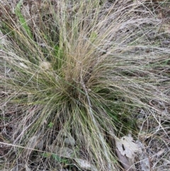 Nassella trichotoma (Serrated Tussock) at Watson, ACT - 5 Jun 2023 by waltraud