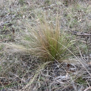 Nassella trichotoma at Watson, ACT - 5 Jun 2023