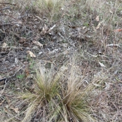 Nassella trichotoma at Watson, ACT - 5 Jun 2023