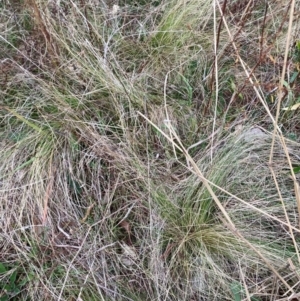 Nassella trichotoma at Watson, ACT - 5 Jun 2023