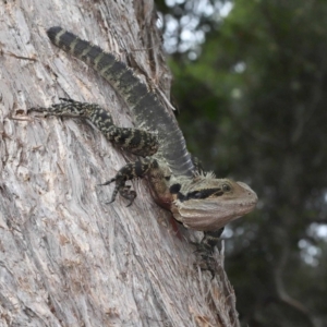 Intellagama lesueurii lesueurii at Ormiston, QLD - 4 Jun 2023